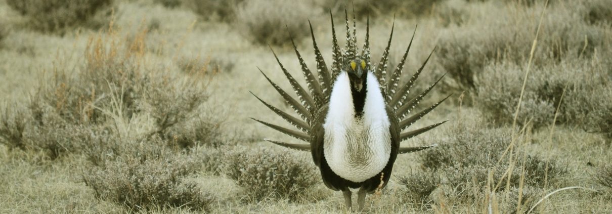 sage grouse