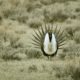 sage grouse