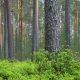 Timberland Investing